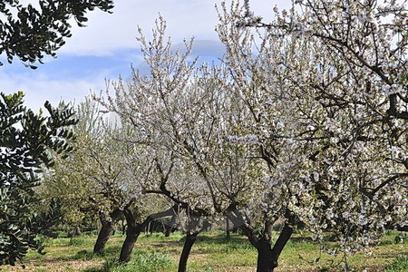 Mandelblüte