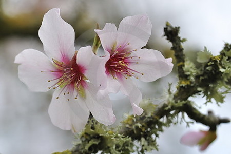 Mandelblüten