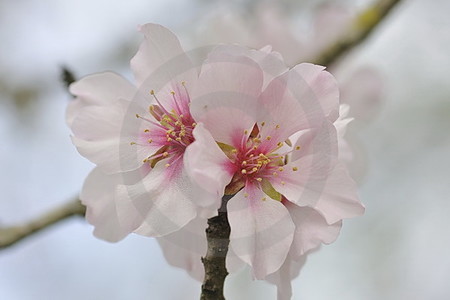 Mandelblüten