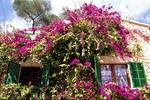 Bugainvillea