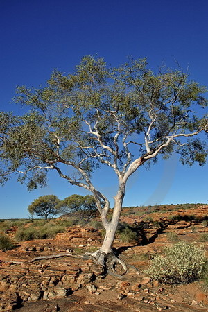 Kings Canyon