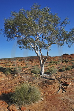 Kings Canyon