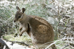 Wallaby