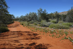 Alice Springs Desert Park