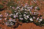 Alice Springs Desert Park