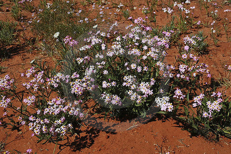 Alice Springs Desert Park