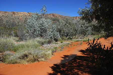 Alice Springs Desert Park