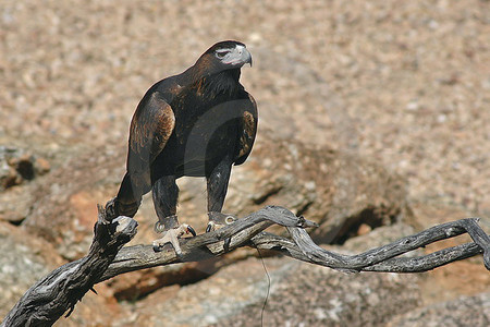 Keilschwanzadler