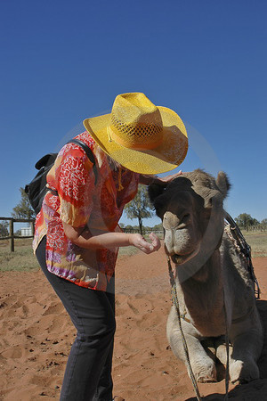 Camel Farm