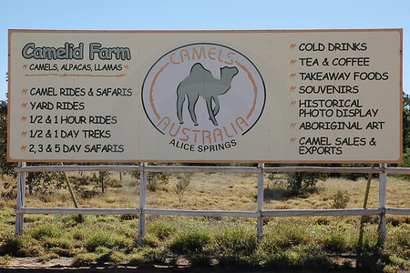 Camel Farm