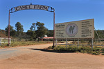 Camel Farm