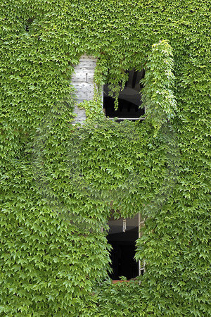 Fenster im Weinlaub