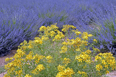 Provence-Impressioen