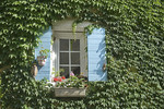 Fenster im Weinlaub