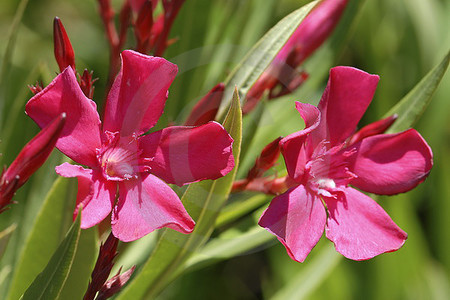 Oleander-Blüten