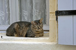 Katze im Fenster