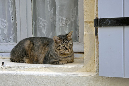 Katze im Fenster