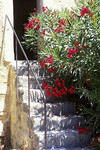 Treppe mit Oleander