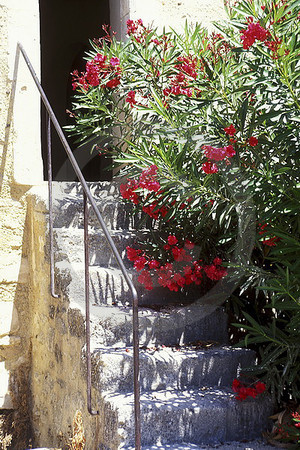 Treppe mit Oleander