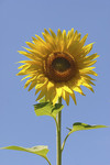 Sonnenblume