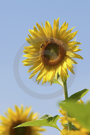 Sonnenblume