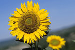 Sonnenblume