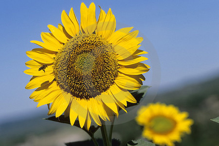 Sonnenblume