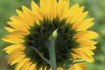 Sonnenblume