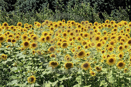 Sonnenblumenfeld
