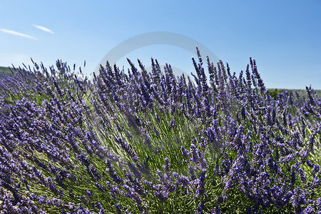 Lavendel