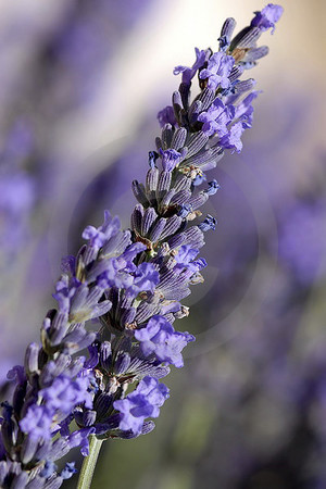 Lavendel