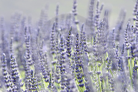 Echter Lavendel