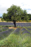 Baum im Lavendelfeld