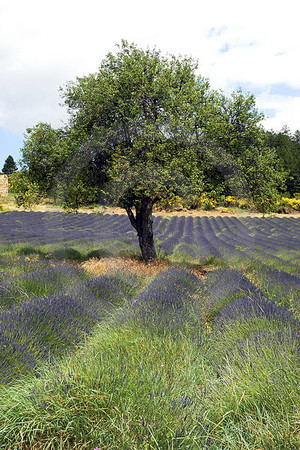 Baum im Lavendelfeld