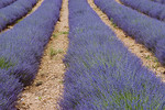 Provence-Impressionen