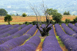 Provence-Impressioen