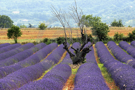 Provence-Impressioen