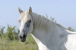 Camargue-Pferd