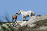 Camargue-Pferde