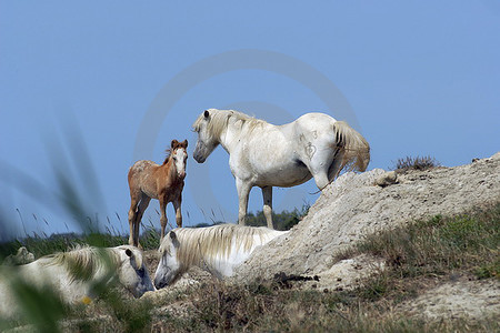 Camargue-Pferde