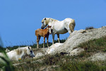 Camargue-Pferde