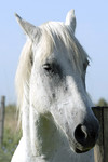 Camargue-Pferd