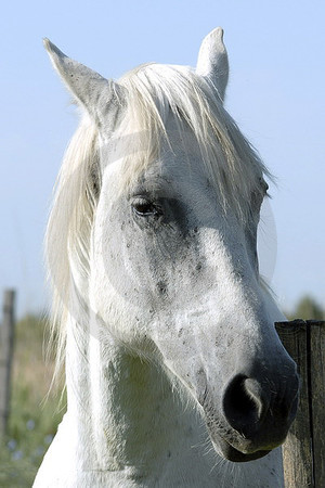 Camargue-Pferd