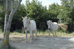 Camargue-Pferd