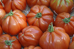 Provencalische Fleischtomaten