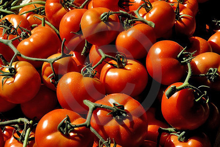 Provencalische Tomaten