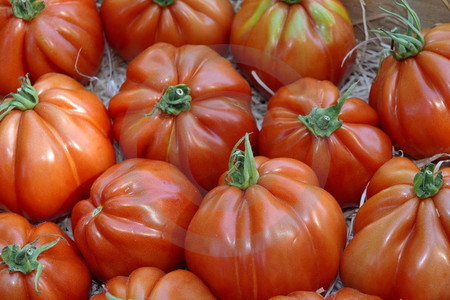 Provencalische Fleischtomaten