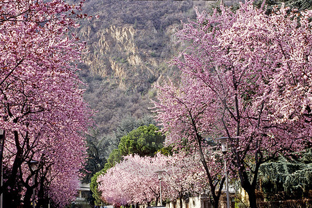 Bozen - Baumblüte in Gries