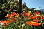 Meran - Island-Mohn