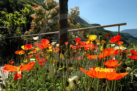 Meran - Island-Mohn